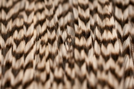 Close-up of a grade 1 neck Close-up of a grade 1 neck