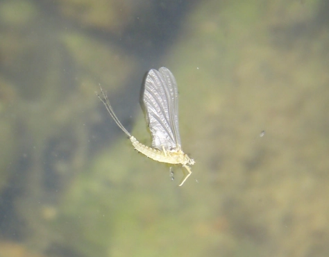 Casualty Dun BWO Casualty Dun BWO