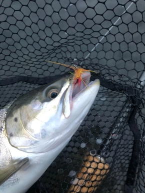 in the mouth in the mouth