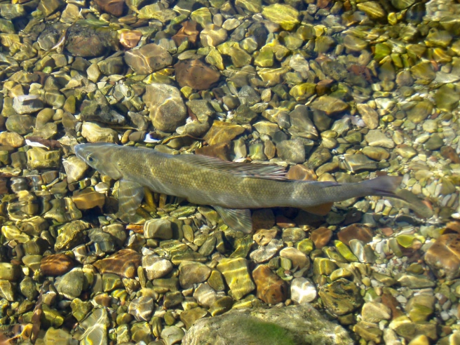 In the clear water In the clear water