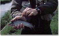 Danish grayling