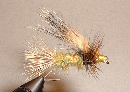 Hairwing Stonefly