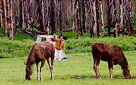 Moose close to the camp