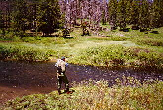 Into a Yellowstone fish