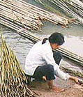 Rafts of tonkin bamboo