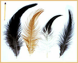 Rooster feathers