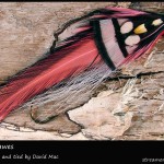 #151 Lady Dawes - David Mac