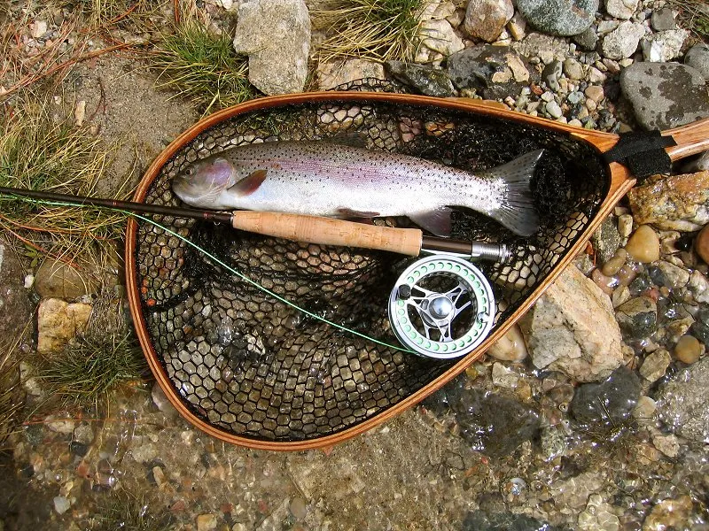 North Platte Rainbow - Steve nets a nice North Platte Rainbow using a #20 baetis emerger.
